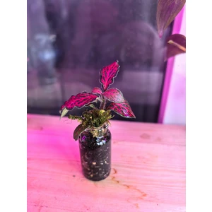 Флорариум XXS