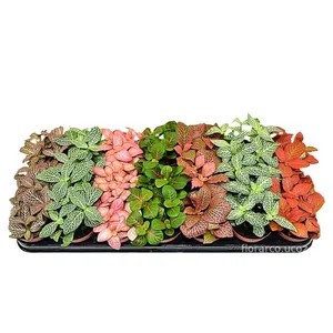 Фиттония микс