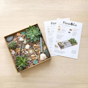 Набор для создания пустынного флорариума