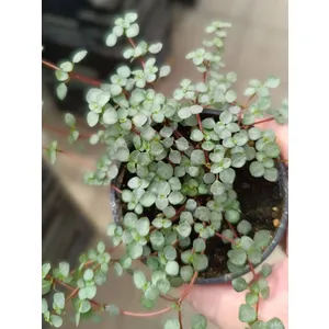 Пилея ливанская