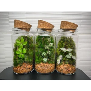 флорариум XS